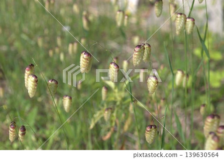 Spike of Coleoptera 139630564