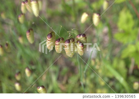 Spike of Coleoptera 139630565