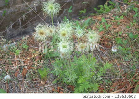 Peach flower after flower Peach flower after flower 139630608