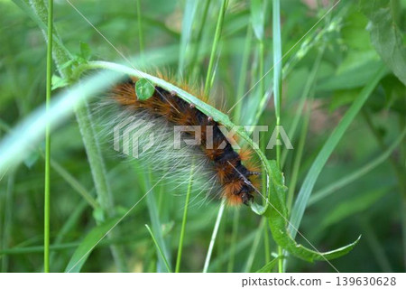 Larva larva Larva larva 139630628
