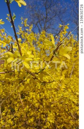 forsythia yellow flowers on tree in spring forsythia yellow flowers on tree in spring 139630726