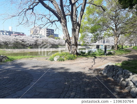 Park with cherry blossoms 139630764