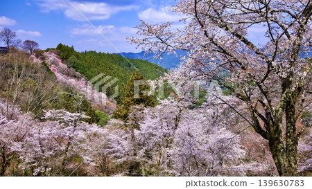 Yoshino and the Mountain Cherry Blossoms Yoshino and the Mountain Cherry Blossoms 139630783