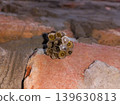 Close-Up of yellow jacket wasps Nest with Larvae  139630813