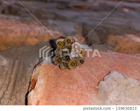 Close-Up of yellow jacket wasps Nest with Larvae Close-Up of yellow jacket wasps Nest with Larvae 139630813
