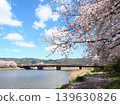 島田川河濱公園。櫻花盛開，藍天白雲（山口縣光市） 139630826