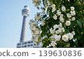 Rose Garden and Marine Tower at Yamashita Park in Yokohama Rose Garden and Marine Tower at Yamashita Park in Yokohama 139630836