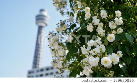 橫濱山下公園的玫瑰園和海濱塔 139630836