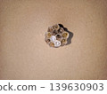 Developing Wasp Nest with Yellow Larvae on Beige Background 139630903