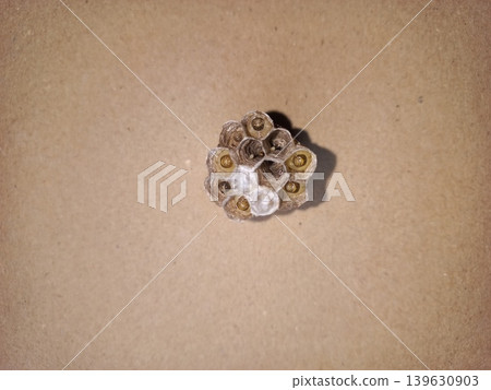 Developing Wasp Nest with Yellow Larvae on Beige Background Developing Wasp Nest with Yellow Larvae on Beige Background 139630903
