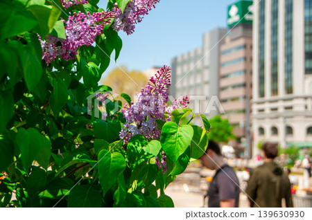 Sapporo Odori Park TV Tower Lilac Lilac Sapporo Odori Park TV Tower Lilac Lilac 139630930