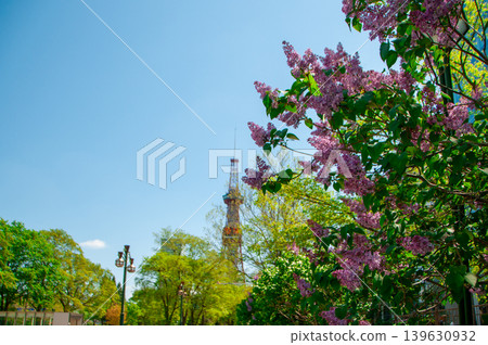 札幌大通公園電視塔 丁香莉拉 139630932