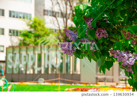 Sapporo Odori Park TV Tower Lilac Lilac Sapporo Odori Park TV Tower Lilac Lilac 139630934