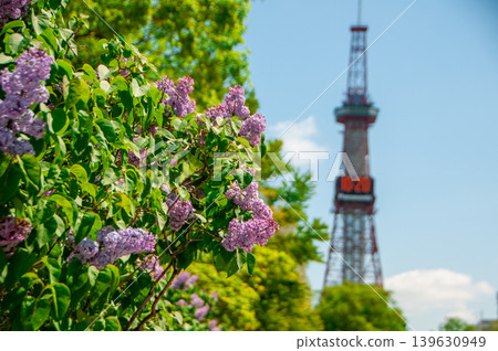 Sapporo Odori Park TV Tower Lilac Lilac Sapporo Odori Park TV Tower Lilac Lilac 139630949