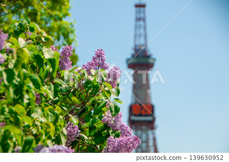 Sapporo Odori Park TV Tower Lilac Lilac Sapporo Odori Park TV Tower Lilac Lilac 139630952