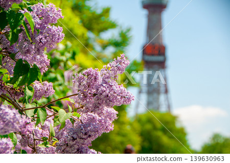 Sapporo Odori Park TV Tower Lilac Lilac Sapporo Odori Park TV Tower Lilac Lilac 139630963