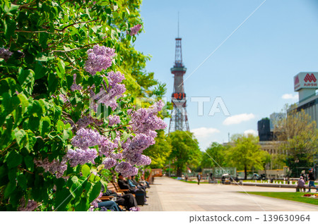 札幌大通公園電視塔 丁香莉拉 札幌大通公園電視塔 丁香莉拉 139630964