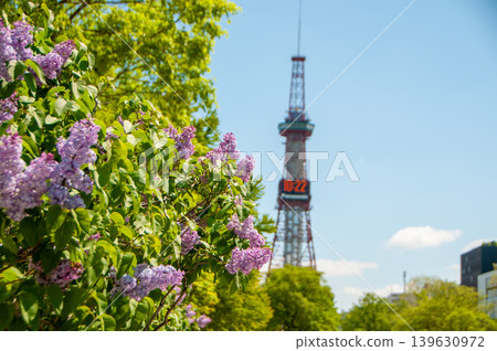 Sapporo Odori Park TV Tower Lilac Lilac Sapporo Odori Park TV Tower Lilac Lilac 139630972