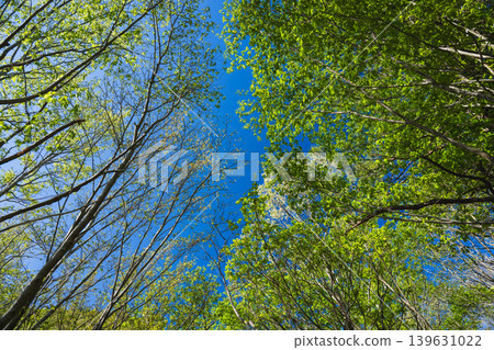 A landscape of a lush green forest with a blue sky in the background. 139631022