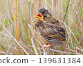 A young bunting calling to its parent. 139631384