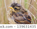 Close-up of a young bunting 139631435