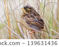 A young bunting that has just left the nest. 139631436