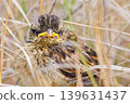 A young bunting facing this way. 139631437