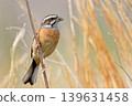 Female bunting raising her young 139631458