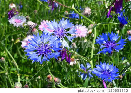 Cornflowers blooming profusely along the banks of the Egawa River 139631520