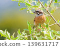 Female bunting during the breeding season 139631717