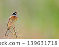 A male bunting singing in a grassland. 139631718