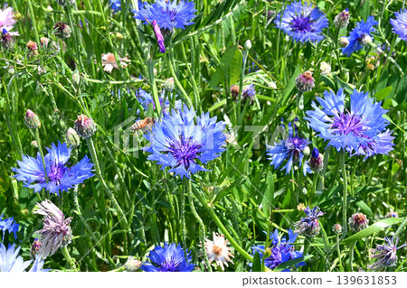 Honeybees that came to collect nectar from cornflowers 139631853