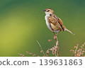 Springtime Zitting Cisticola (male) 139631863