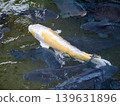 Nishikigoi swimming in the pond 139631896