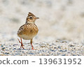A skylark walking by 139631952