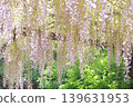 紫藤花的景觀 139631953