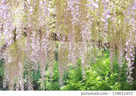 紫藤花的景觀 紫藤花的景觀 139631953