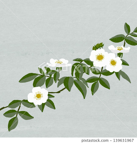 Muskrose Muskrose 139631967