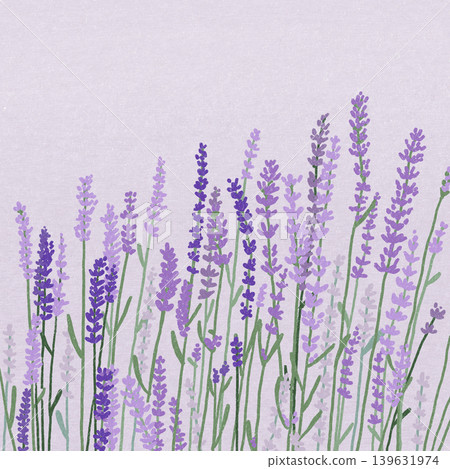 lavender 139631974