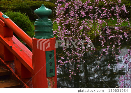 Toyama Prefecture: Toyama Castle Taiko Bridge and cherry blossoms Toyama Prefecture: Toyama Castle Taiko Bridge and cherry blossoms 139631984