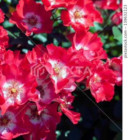 Semi-double, repeat-blooming rose (Sarabande) [Black background] 139632123