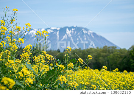 Image of spring in Koiwai, Iwate Prefecture Image of spring in Koiwai, Iwate Prefecture 139632150