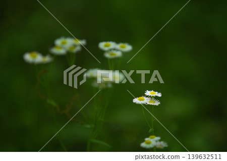 早春的樹木和花朵 139632511