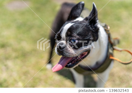 Boston Terrier Boston Terrier 139632543