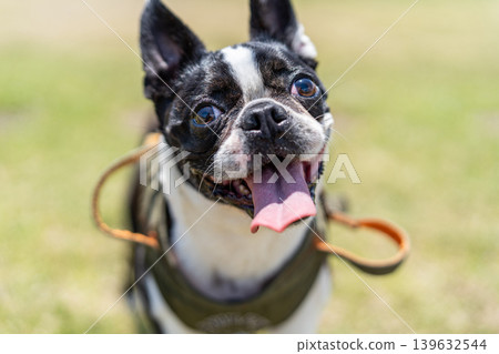 Boston Terrier Boston Terrier 139632544