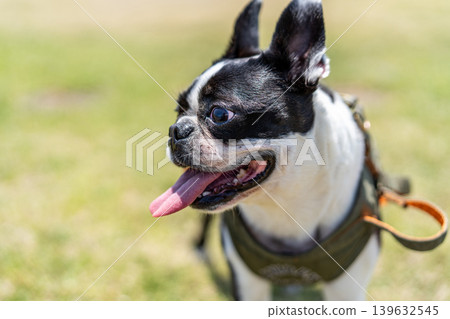 Boston Terrier Boston Terrier 139632545