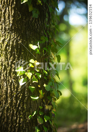 Trees and flowers of early spring Trees and flowers of early spring 139632554