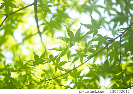 Trees and flowers of early spring 139632612