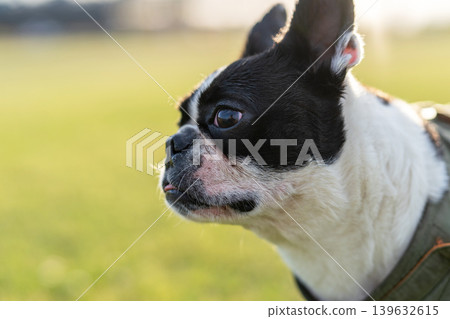 Boston Terrier Boston Terrier 139632615