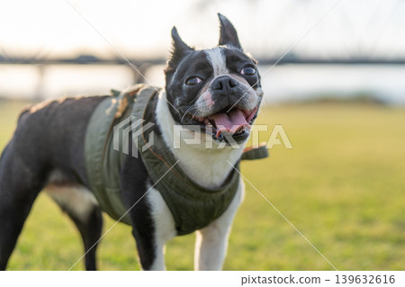 Boston Terrier Boston Terrier 139632616